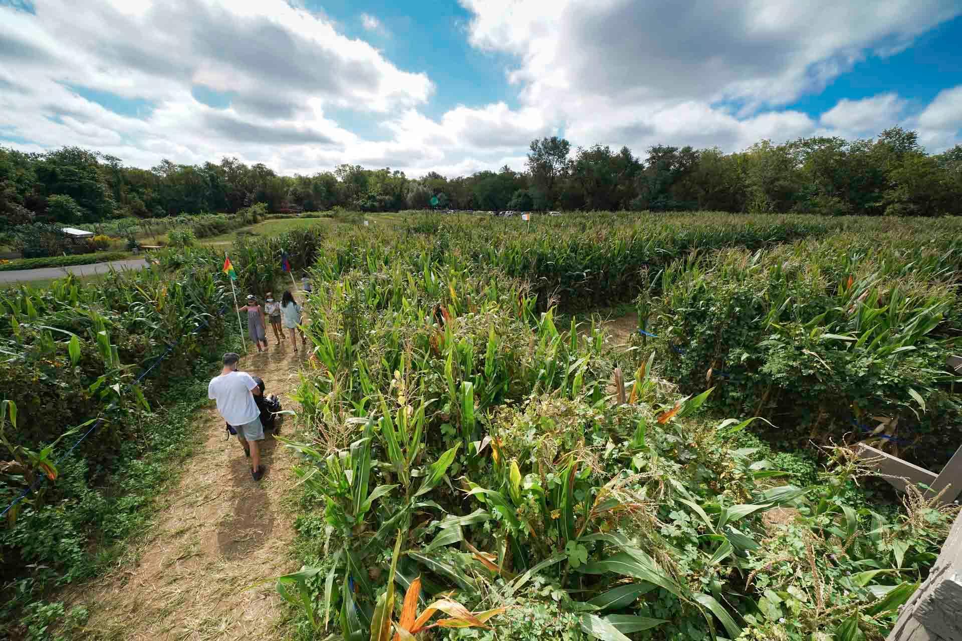 People at Amazing Maize Maze