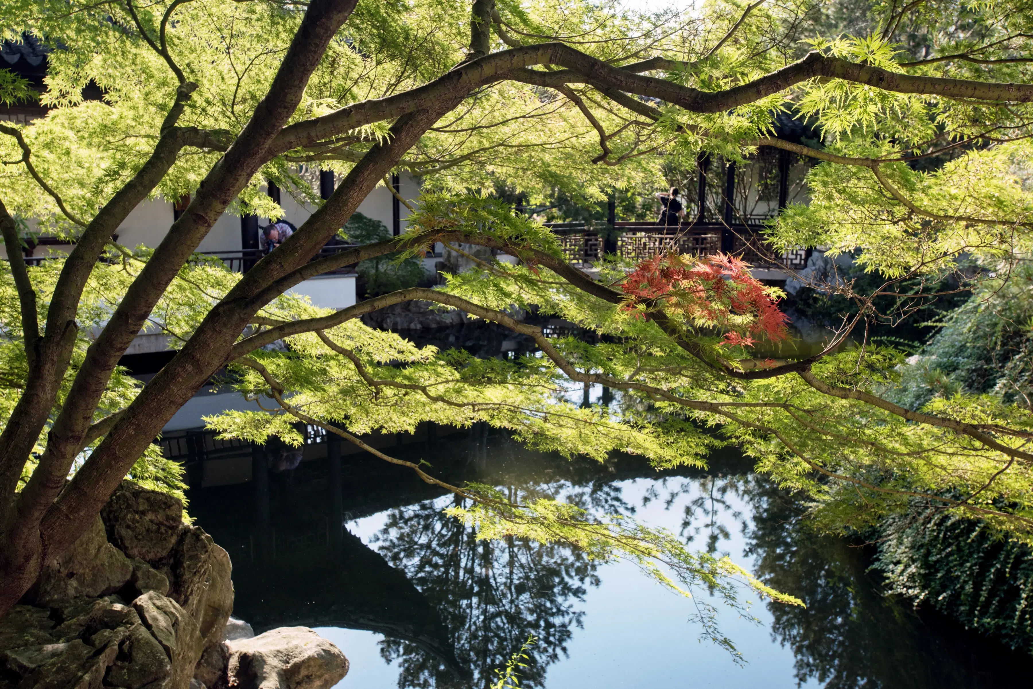 Snug Harbor Japanese Garden