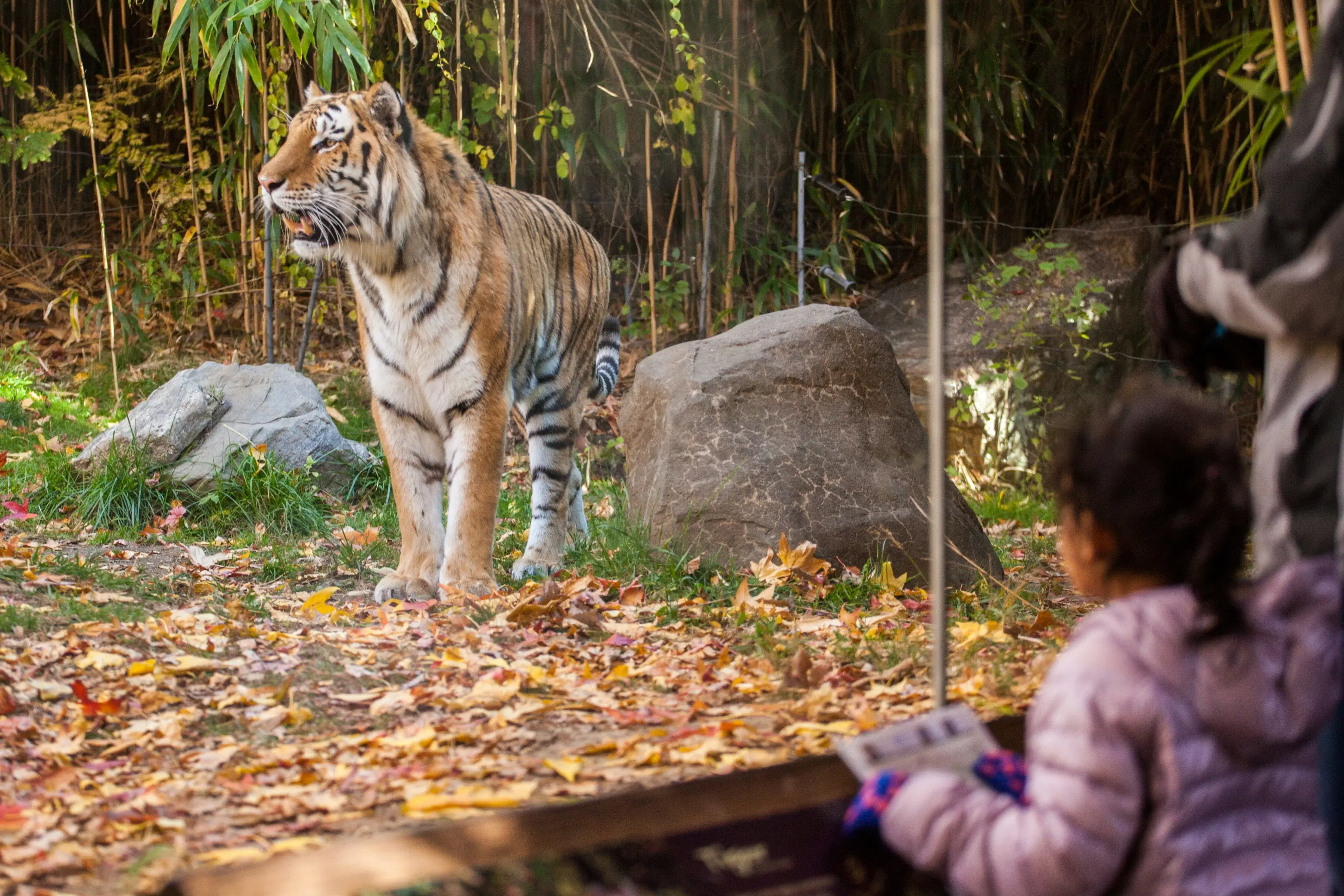 A tiger at the Bronx Zoo 