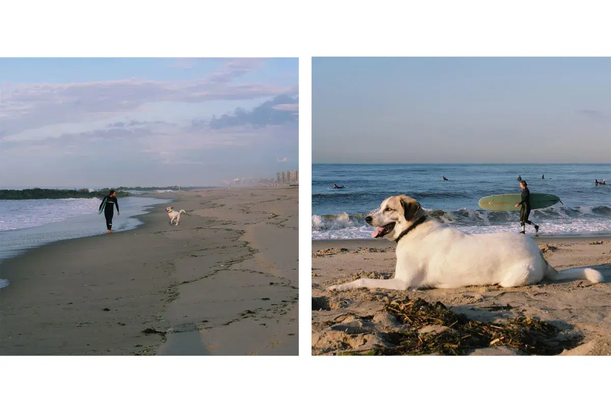 (From left)  A person runs on the sand with their dog. A dog rests on the sand at Rockaway Beach in Queens. 