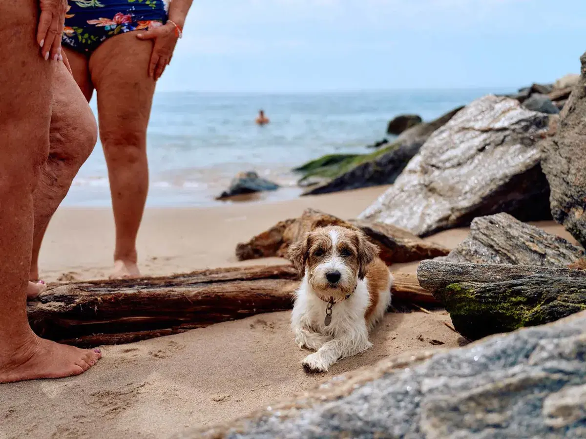 A dog rests on the sand at Brighton Beach in Brooklyn. 