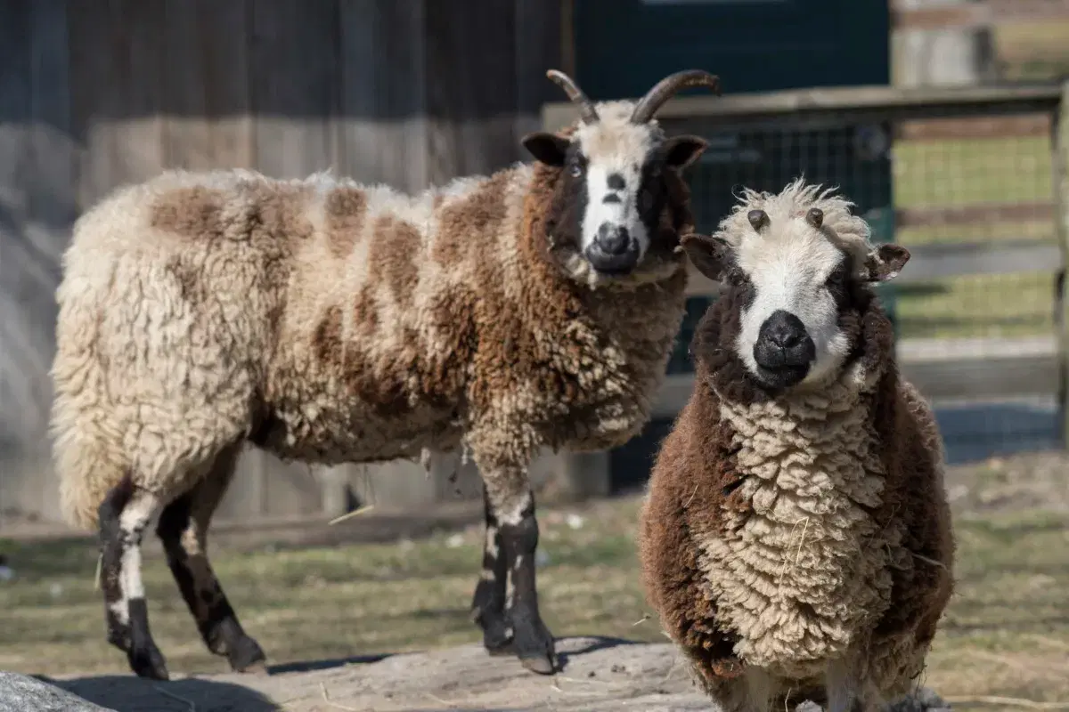 Animals at Queens Zoo