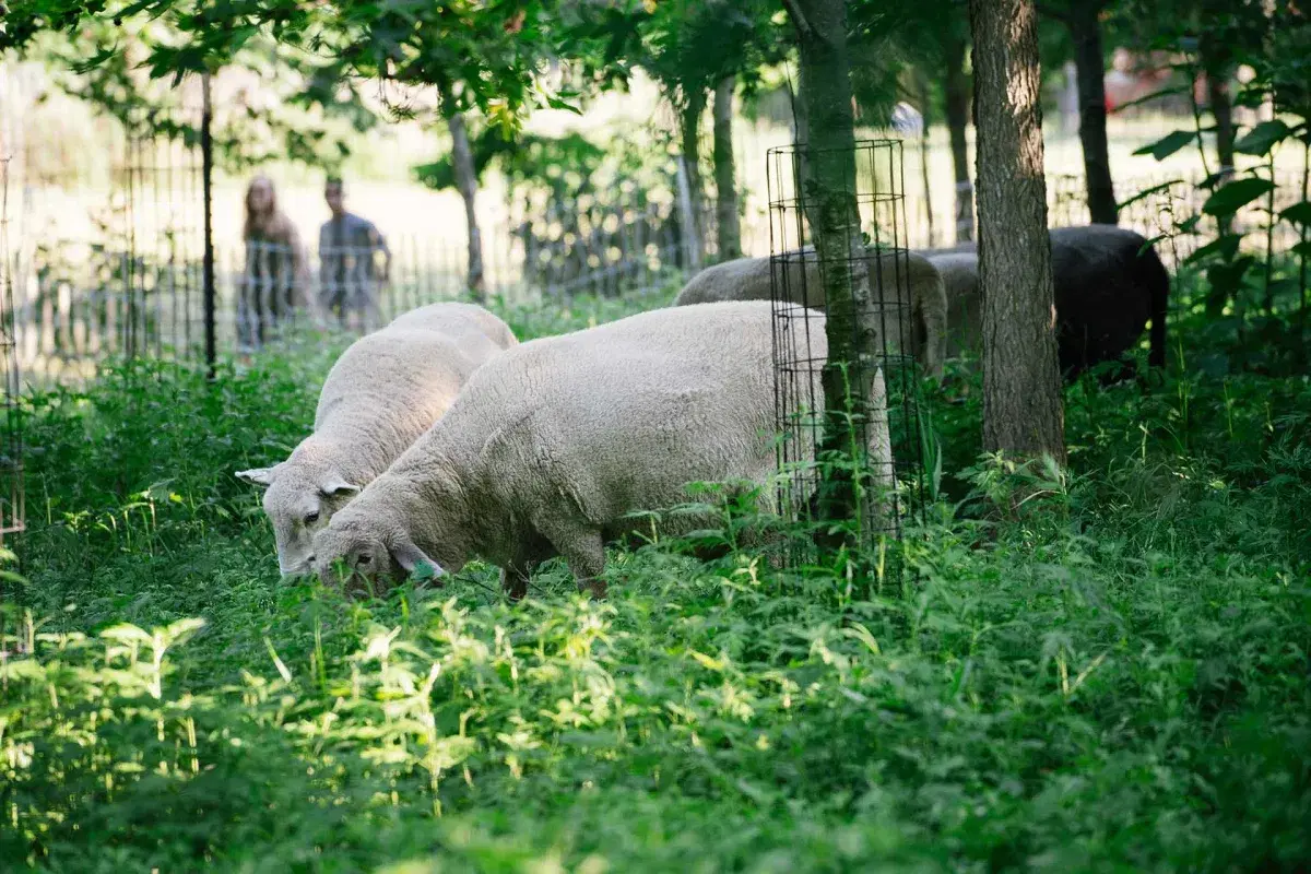 Sheeps at HAMMOCK GROVE SHEEP