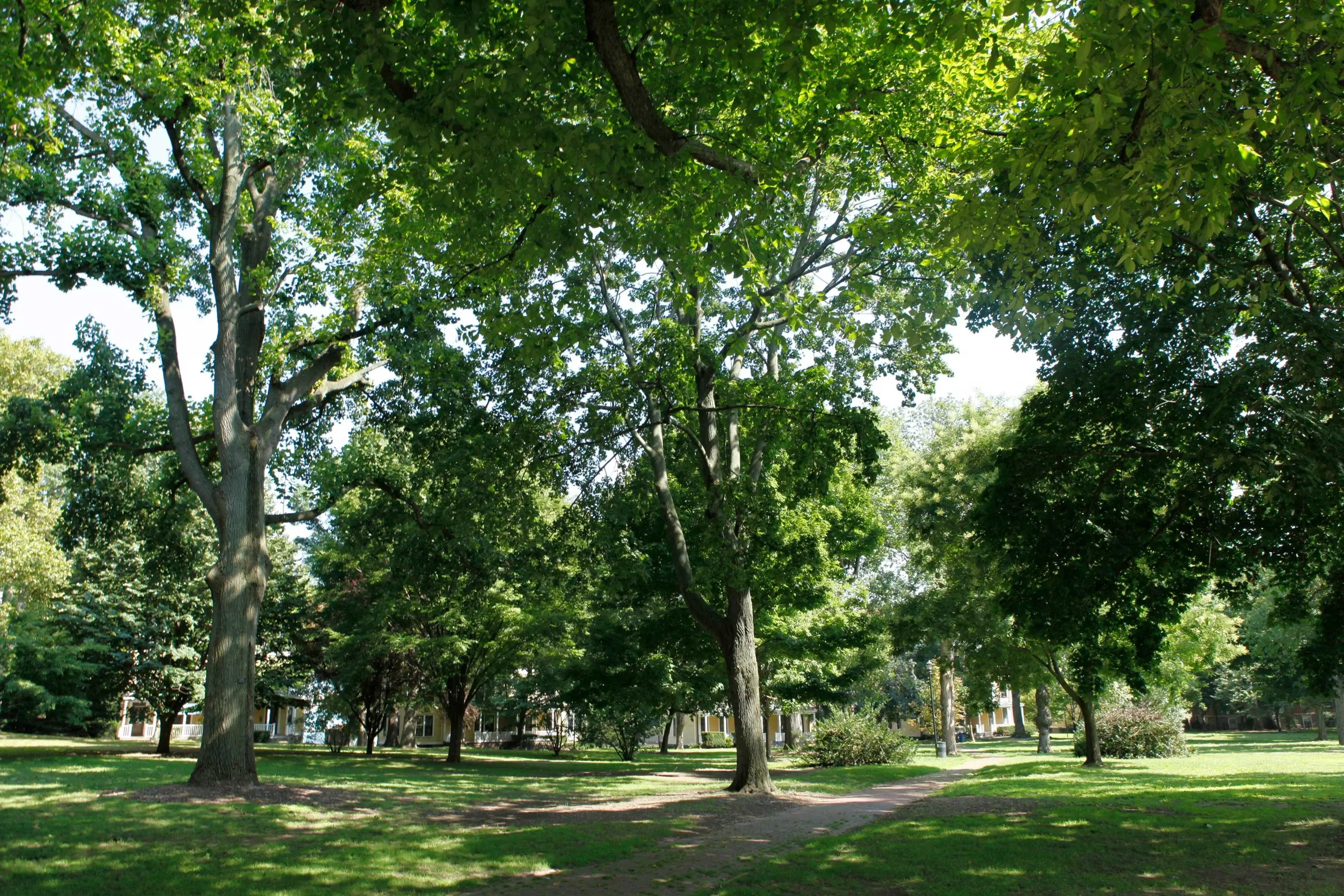 Governors Island, Trees