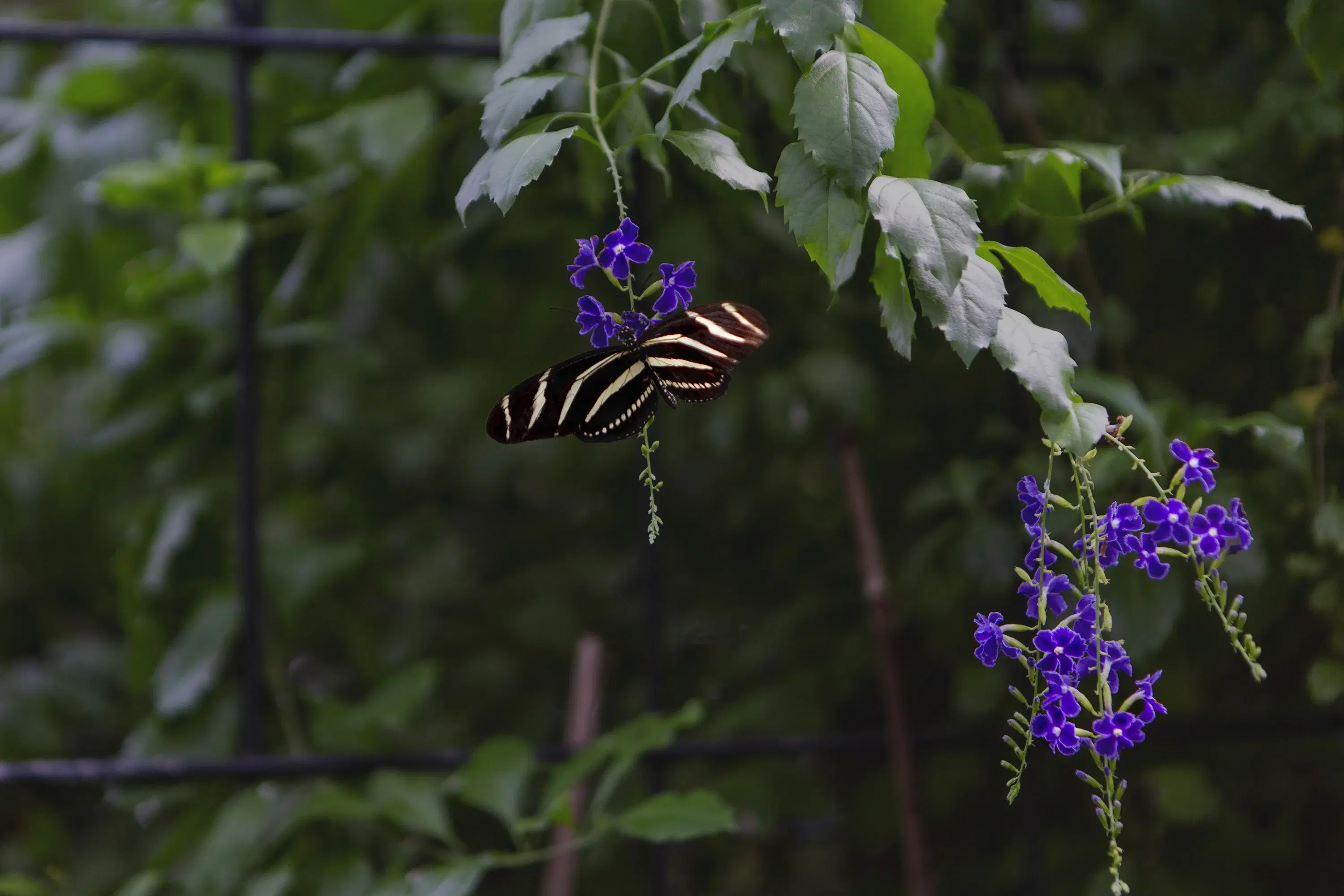 Zebra Longwing