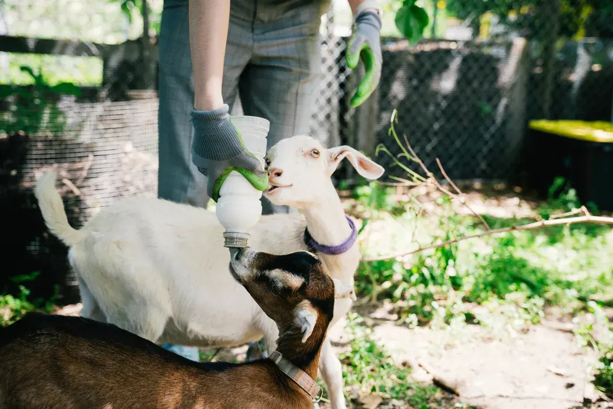 A person feeds goats 