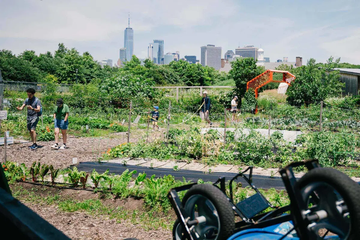 People walk at the urban farm on Governors Island, with views of Manhattan in the background 