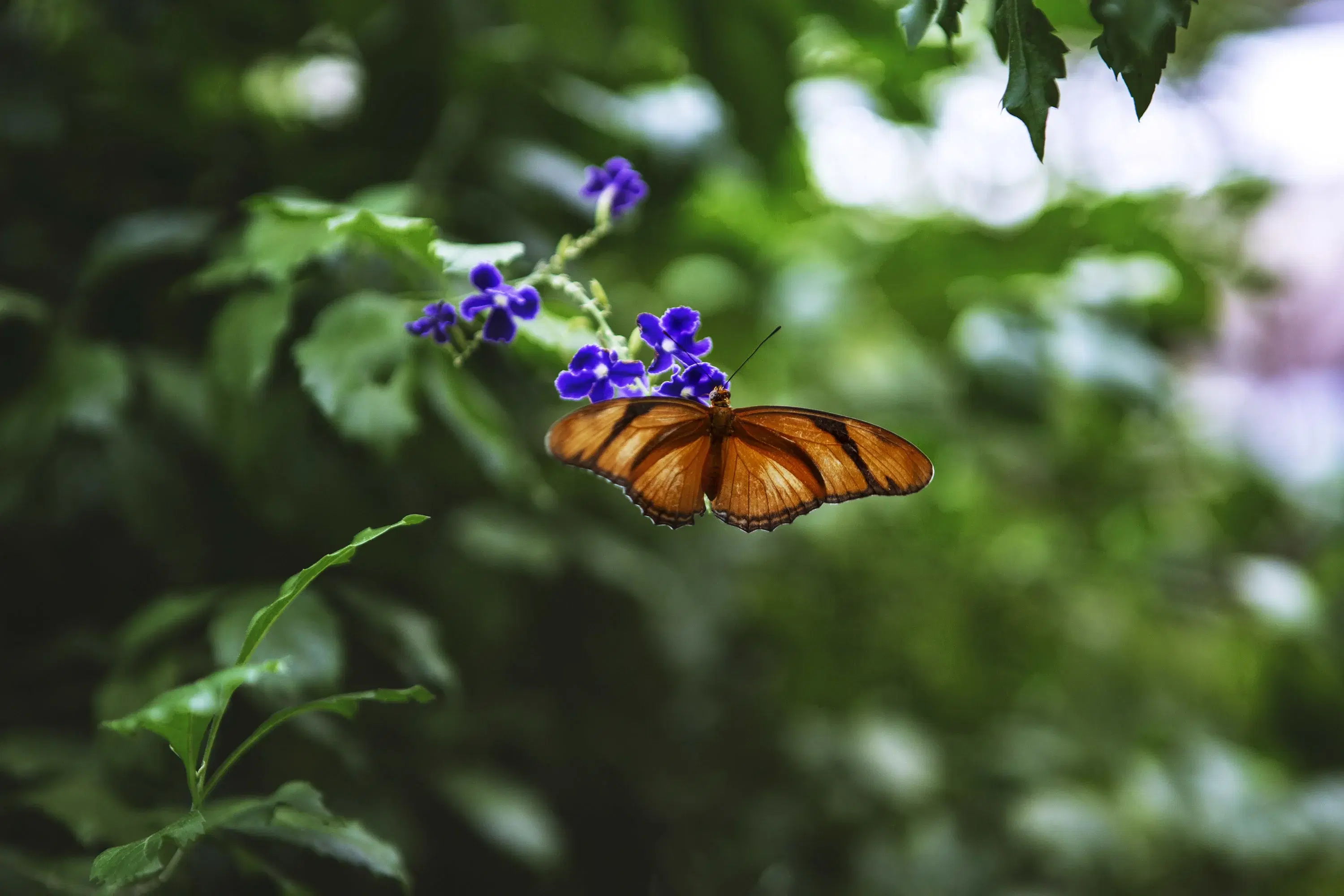 Goatweed Leafwing