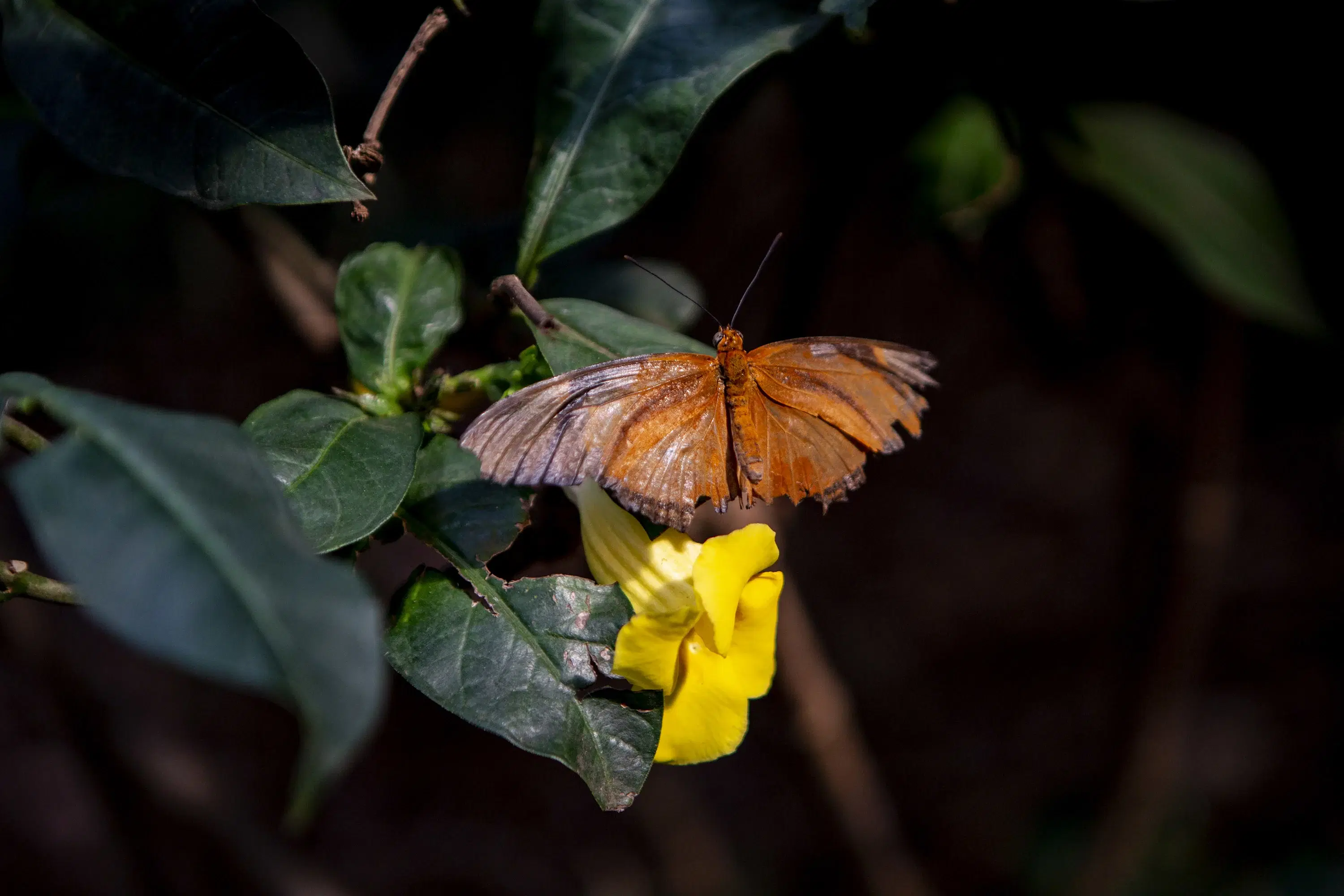 Goatweed Leafwing