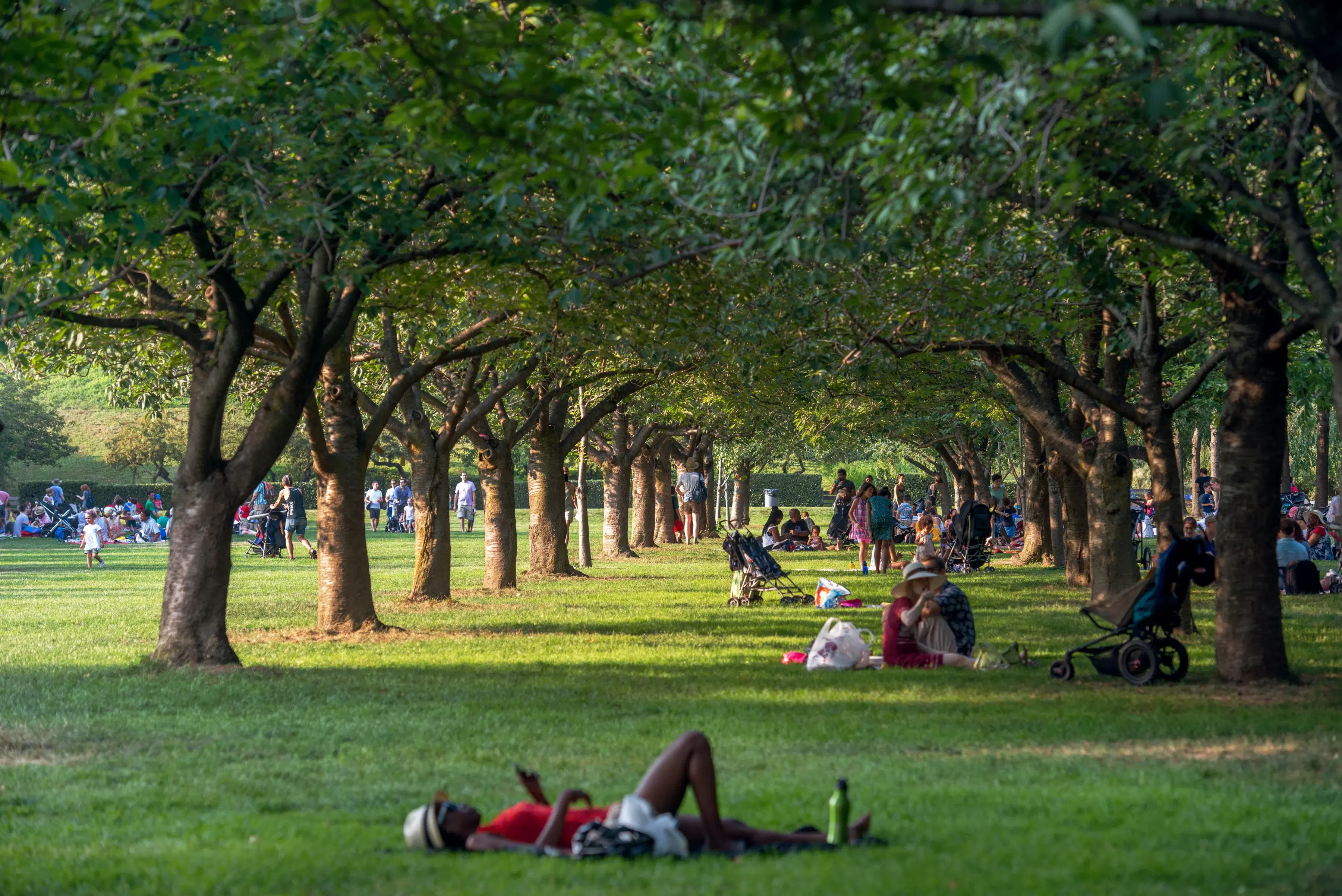 Brooklyn Botanic Garden lawn