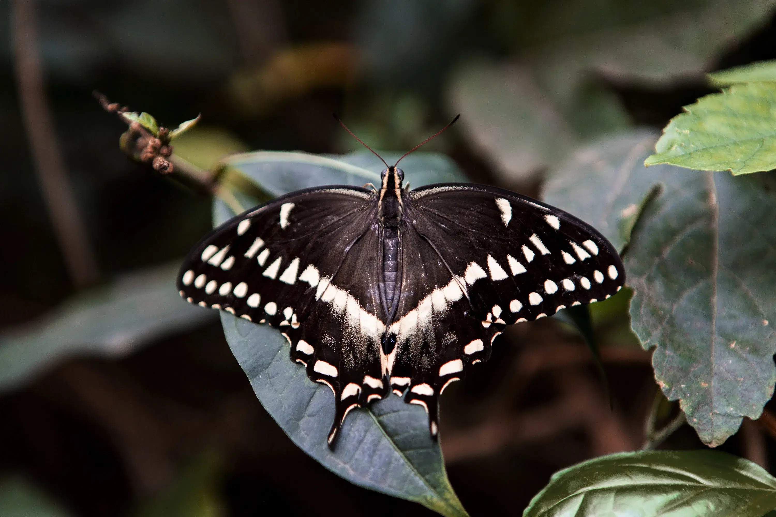 Palamedes Swallowtail