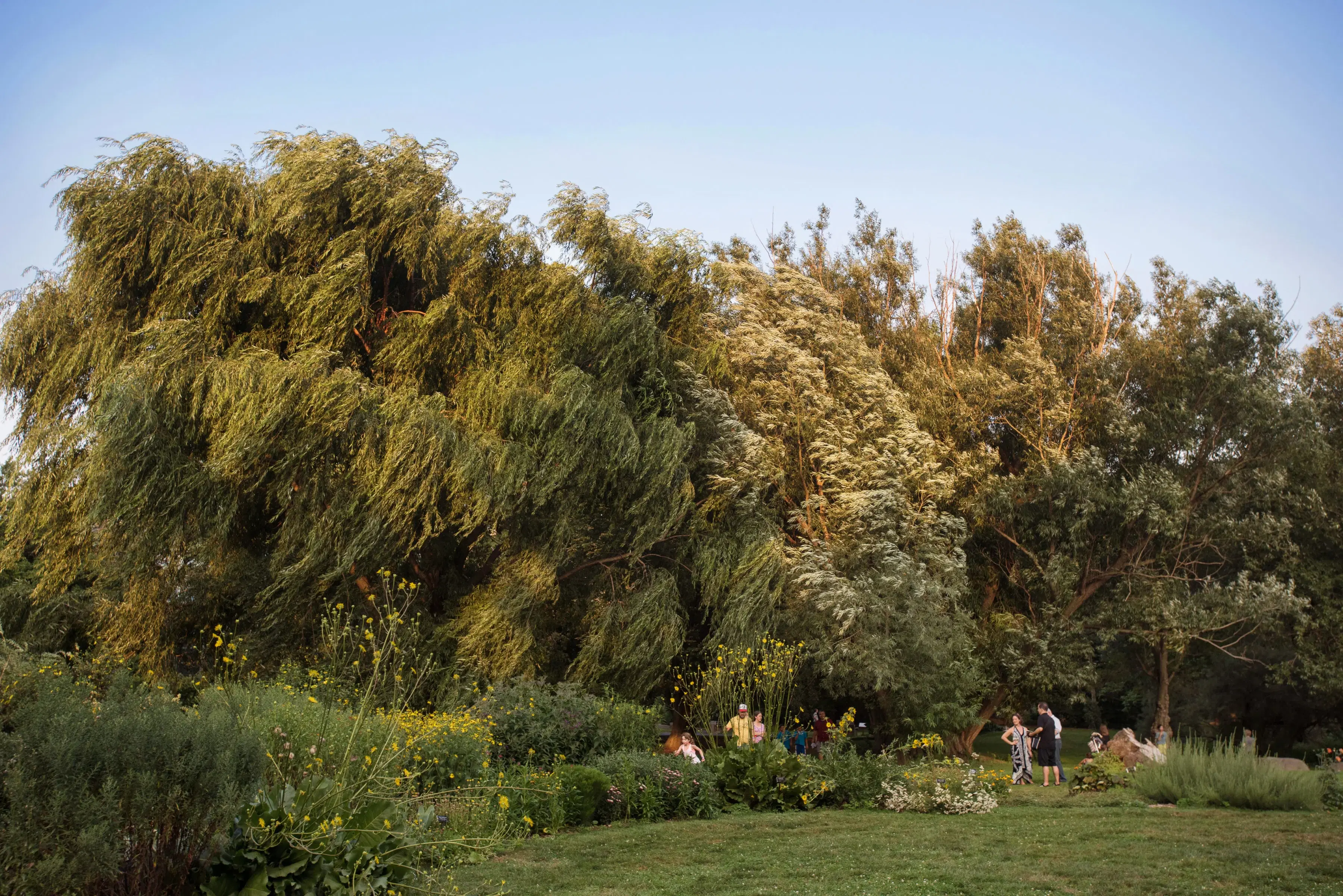 Garden view at the Brooklyn Botanic Garden 